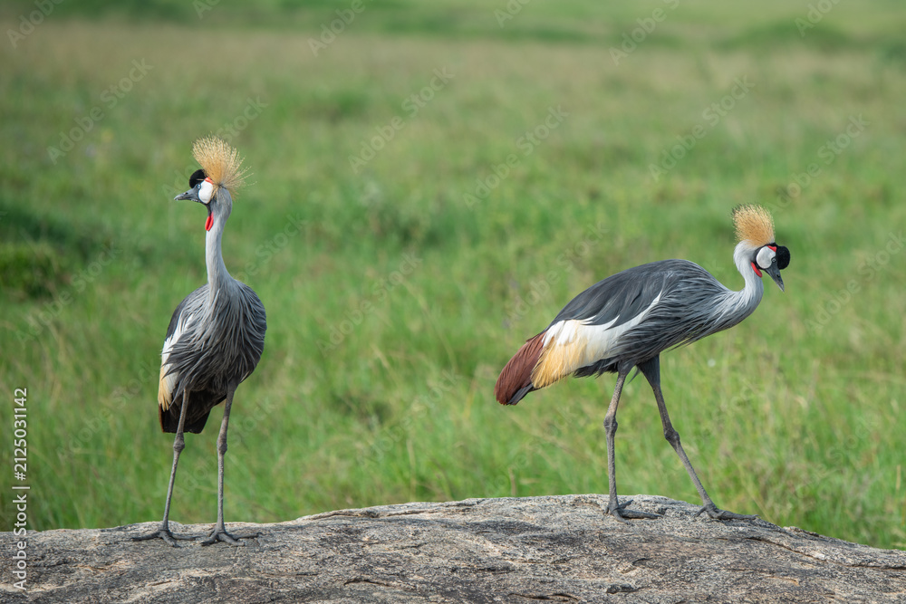 Obraz premium Two grey crowned cranes standing on a rocky outcrop in the african savanna grasslands with wildlife