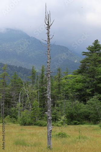 A single dead tree standing in the field