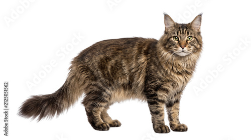 Fotografía Maine Coon cat standing in profile, majestic longhair tabby cat with thick fur a
