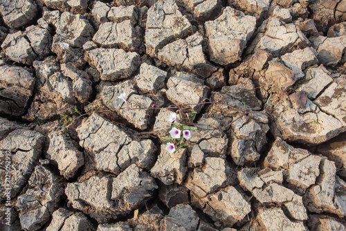 фотографія purple flowers bloom at the bottom of the lake which has dried up due to the dry
