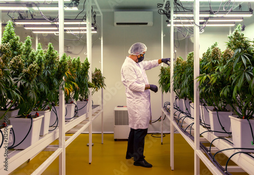 A professional scientist wearing a lab coat, face mask, and hairnet inspects cannabis plants growing indoors under led lights in a modern commercial cultivation facility