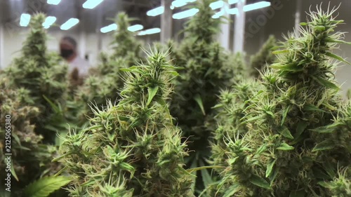 professional scientist wearing a lab coat, face mask, and hairnet inspects cannabis plants growing indoors under led lights in a modern commercial cultivation facility