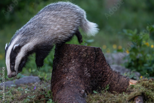 Photography Badger in the wild