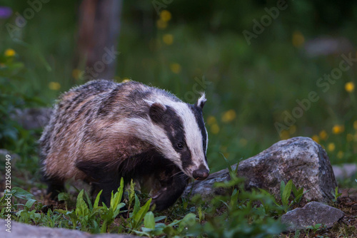 Photography Badger in the wild
