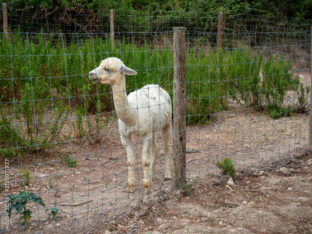 Naklejka premium shorn white alpaca standing behind wire fence farm setting