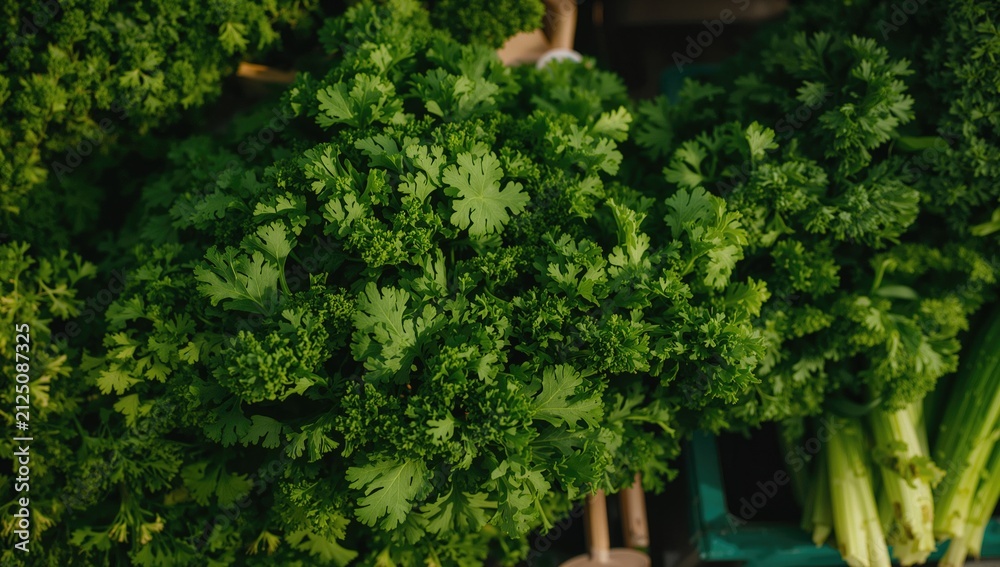 Fototapeta premium Fresh Green Parsley Bunch in a Market with Vibrant Leaves