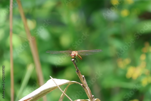 Fotografie An autumn darter dragonfly perched on a stick