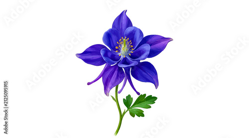 Single purple columbine flower isolated on white background with columbine