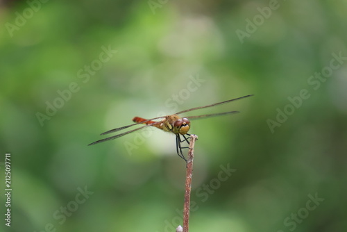 Bild auf Leinwand An autumn darter dragonfly gripping a stick firmly