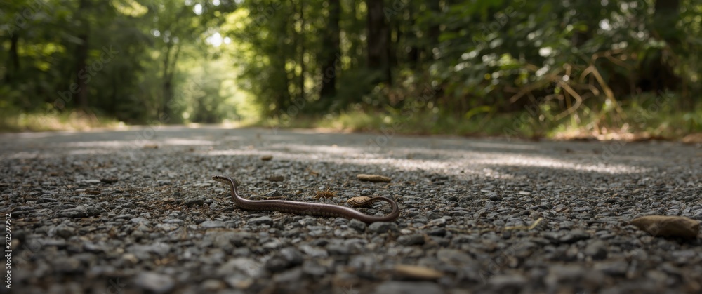 Obraz premium Brown Snake Slithering on a Gravel Road Surrounded by Green Trees in Soft Light