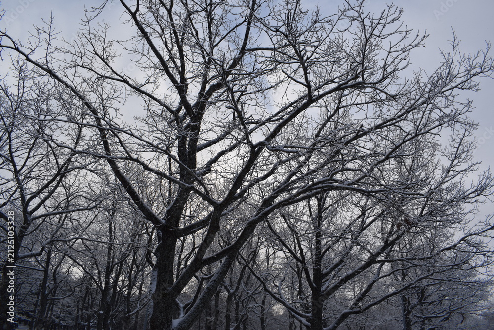 Fototapeta premium Bare oak tree branches laden with fresh snow against overcast winter sky