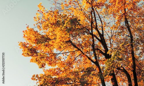 Autumn trees landscape, park tree branches with yellow and orange leaves against the sky at sunset. Vintage tones processing