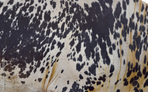 Fotografie Cow skin texture background, bull leather with fur background closeup, cow hide