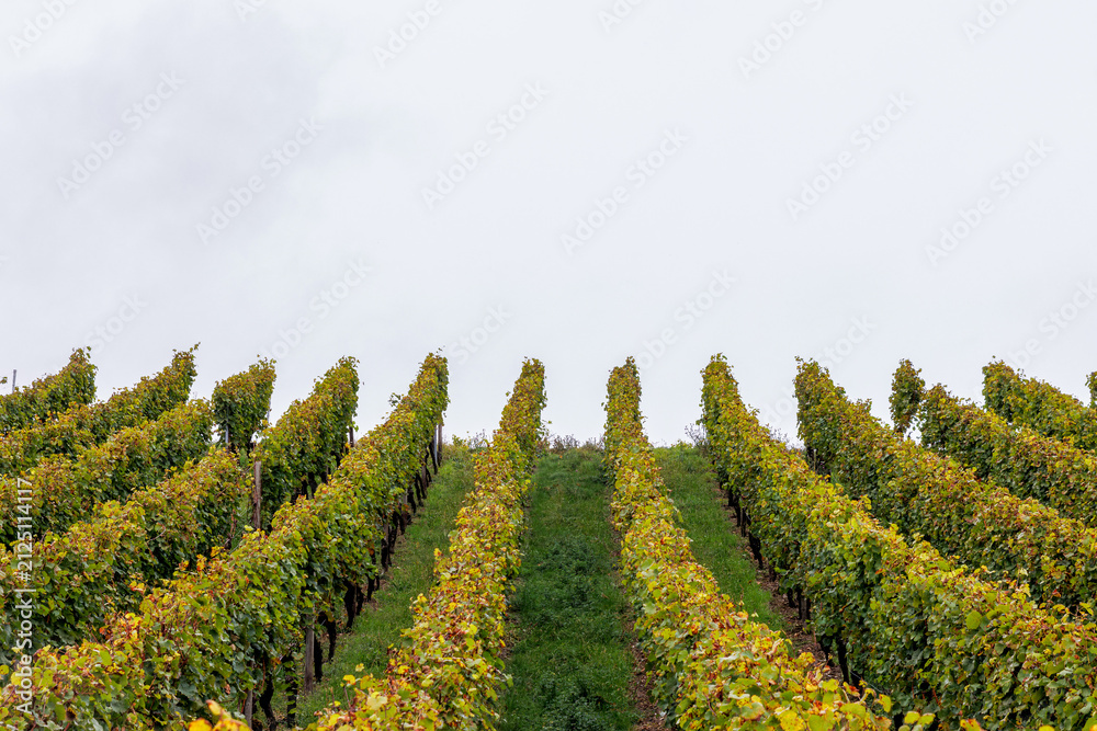 Fototapeta premium Orderly grapevine rows climb a hillside around a central grassy path in Würzburg, Germany. Strong symmetry, and converging perspective.