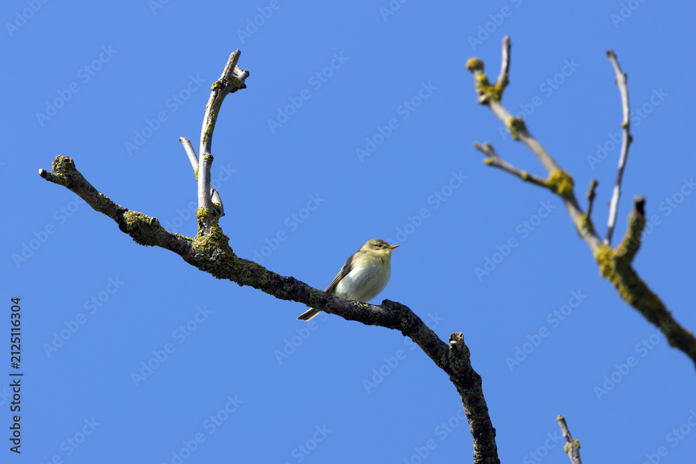 Obraz premium Willow warbler on a bare branch against blue sky