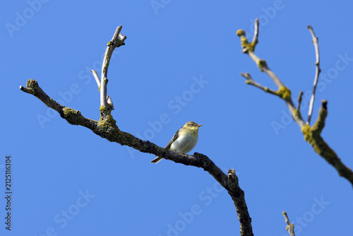 Canvastavla Willow warbler on a bare branch against blue sky