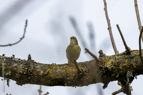 Photography Willow warbler on a lichen covered branch