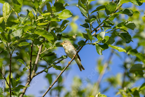 Photography Willow warbler with its bill open on a branch