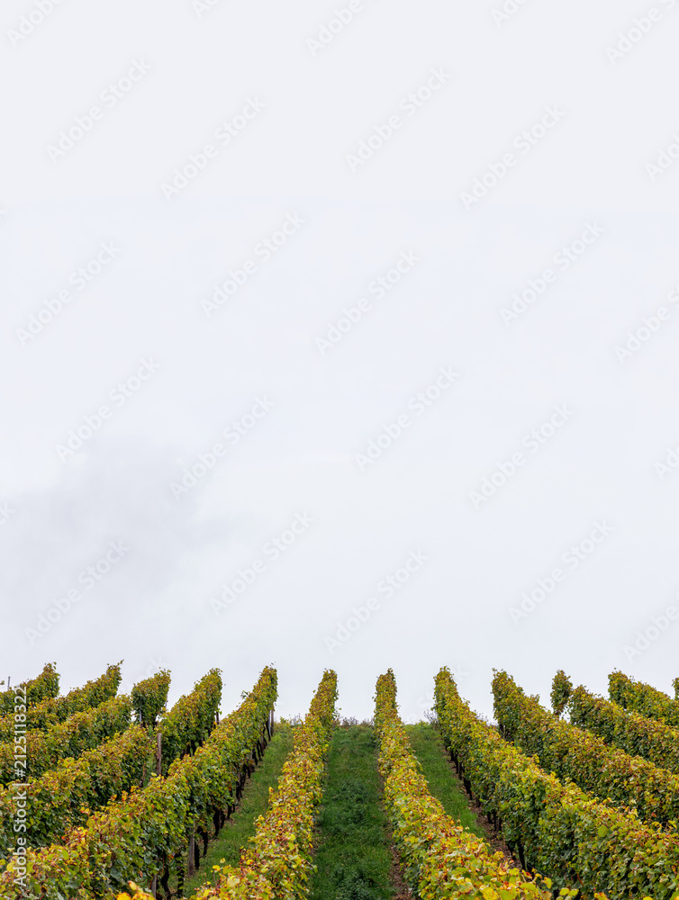 Fototapeta premium Vertical vineyard rows beneath a large open sky with strong copy space 