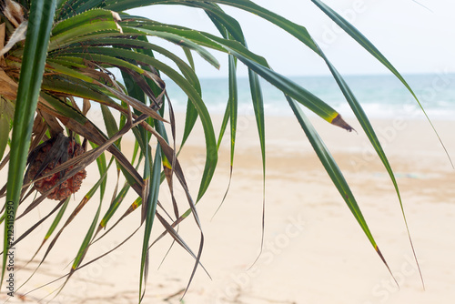 Pandanus Fruit Tree on the Tropical Beach