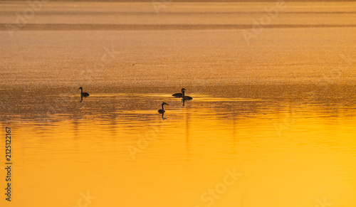 Photography A silhouette shot of a small group of Great Crested Grebes (Podiceps cristatus) swimming in the golden water during sunrise at Kabakli Pond (Kabakli Goleti) in Diyarbakir, Turkey