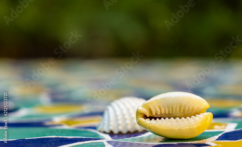 Macro Cowrie Shell on Colorful Traditional Moroccan Zellige Mosaic Tile in Marrakech