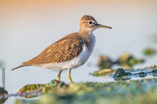 Canvastavla A close-up shot of a Common Sandpiper (Actitis hypoleucos) standing in the natural wetland habitat of the Tigris Valley