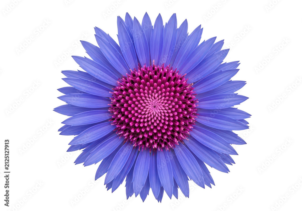 Obraz premium Vibrant purple aster flower isolated on transparent background