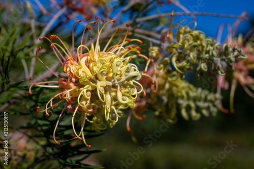 фотографія Grevillea flowers displaying their distinctive curled petals and vibrant colors in natural Australian bushland