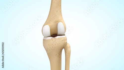 Fotografie Anatomy of knee joint bones posterior view 3d illustration