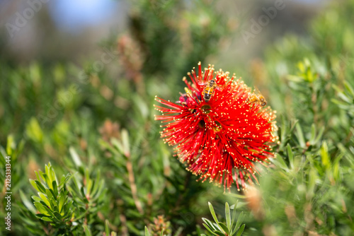 Foto Two honey bees foraging on a vivid red bottlebrush flower surrounded by green foliage in bright natural sunlight, with soft copy space in the background