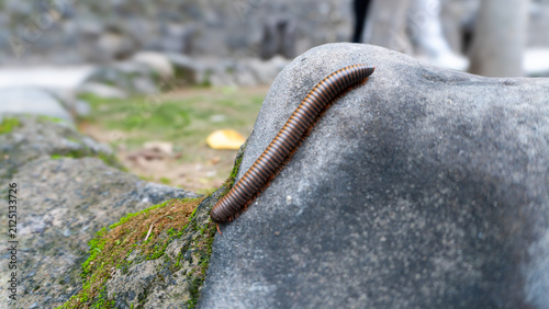 Fotografía closeup of a centipede