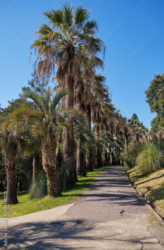 Fototapeta premium The palm alley in the Sochi Arboretum.