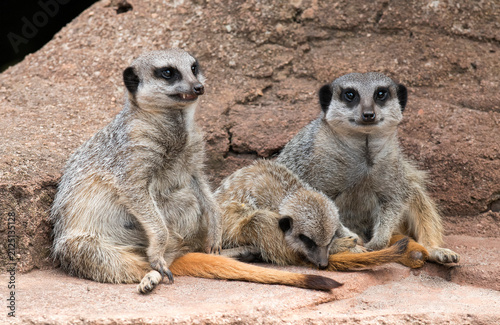 Meerkat family