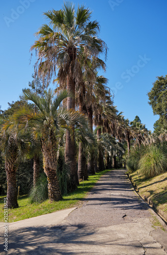 The palm alley in the Sochi Arboretum.