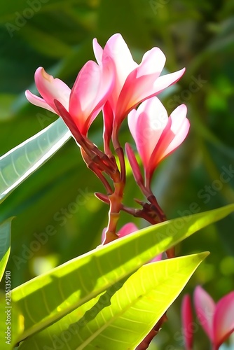 Canvas Print Photo verticale de fleurs tropicales