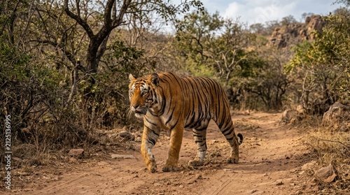 A magnificent tiger strides along a dirt path through a dense, green forest. The large feline pauses, looking directly at the camera with a focused expression.
