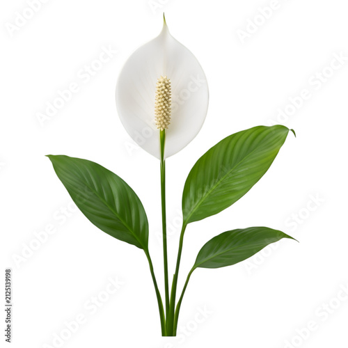 Elegant white peace lily flower with green leaves isolated on white background for floral concepts