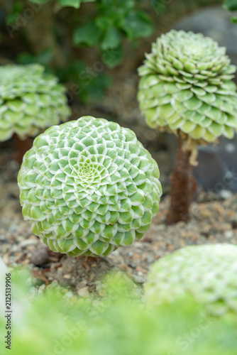 Close-up of Aeonium succulent with symmetrical rosette leaves in a botanical garden