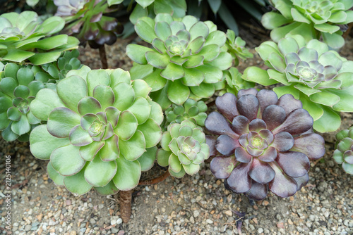 Top view of colorful Aeonium succulent plants with green and dark purple rosette-shaped foliage growing in a landscaped botanical garden. 