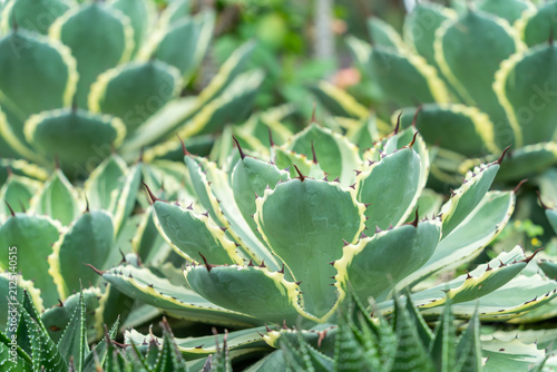 Close-up of variegated Agave succulent plants featuring blue-green leaves with creamy yellow margins growing in a landscaped botanical garden.