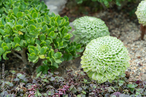 Close-up of Aeonium succulent with symmetrical rosette leaves in a botanical garden