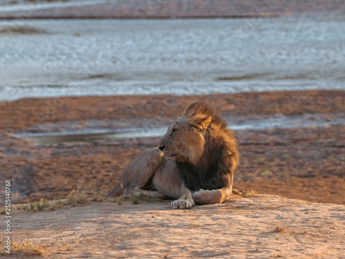 Foto Male lion by the Ewaso Nyiro riverbed in Samburu, Kenya