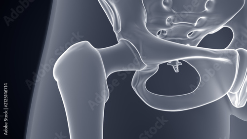Anatomy of hip joint Xray Microscopy 3d illustration