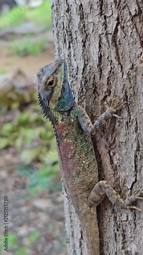 Blue Crested Lizard on tree in nature.
