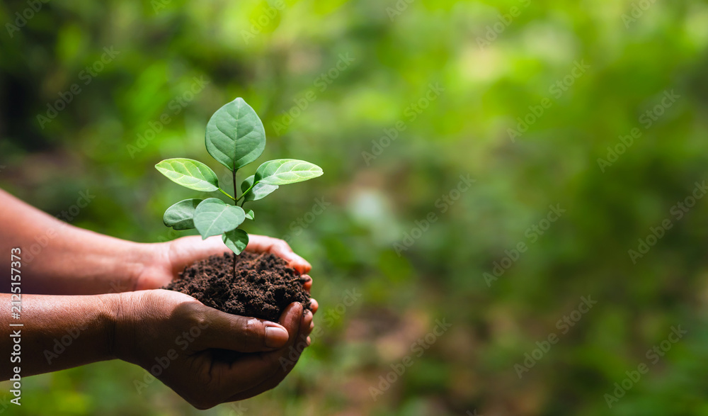 Fototapeta premium Hands cradle a young plant with fresh green leaves