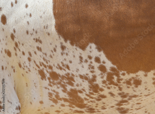 Фотография Cow skin texture background, bull leather with fur background closeup, cow hide