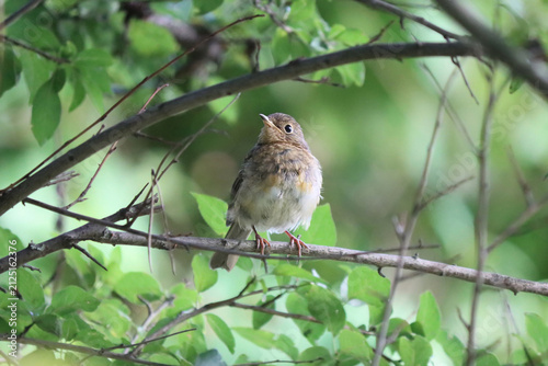 Obraz na plátne robin fledgling sits calmly on a tree branch amidst green foliage on a sunny summer day