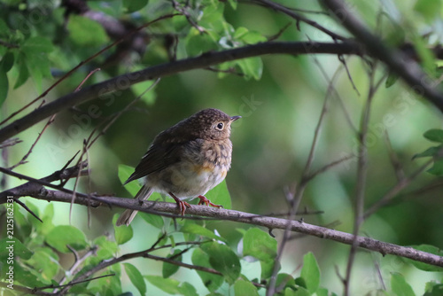 Принти на полотні robin fledgling sits calmly on a tree branch amidst green foliage on a sunny summer day