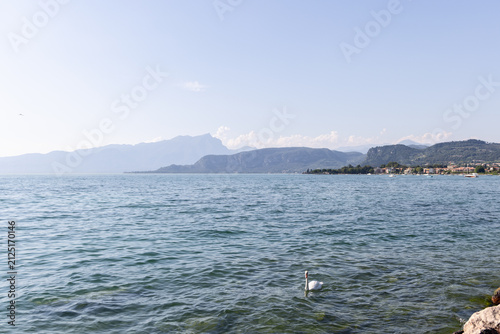 фотографія A mute swan swims across Lake Garda in northern Italy; a mountain shore and distant lakeside town recede through the summer atmosphere